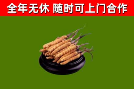 嘉禾烟酒回收冬虫夏草.jpg
